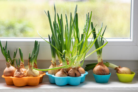 Chives grow in a pot on the windowsill. Eco green sustainable living,zero waste, plastic free,world food day, responsible consumption.