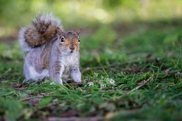 Naklejka na ściany i meble Close up squirrel on the ground with blurry background