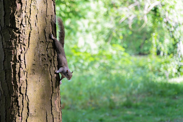 Fototapeta premium Squirrel looking at hanging on a tree. The picture is shot at Jephsons garden, Leamington Spa