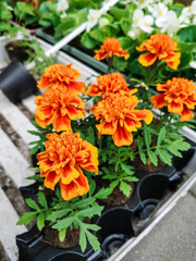 beautiful medicinal flower tagetes patula. stands for sale at a flower shop venue