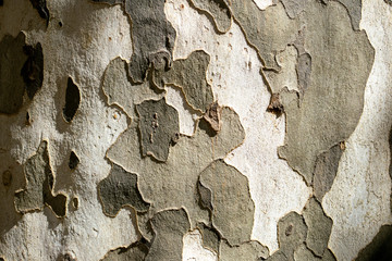 camouflaged platanus tree trunk texture