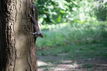 Squirrel looking at hanging on a tree. The picture is shot at Jephsons garden, Leamington Spa