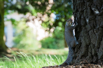 Goose family with three goslings near the pond