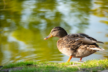 Stockenten Weibchen am Ufer eines Teichs. Grün hellblauer Hintergrund.
