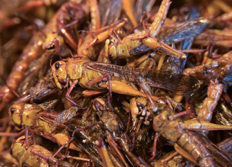 grasshoppers fried fast food thailand