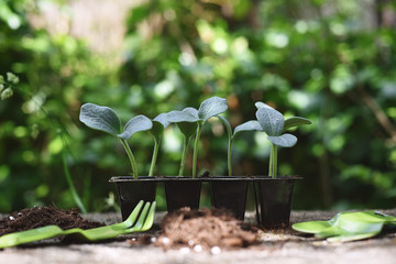 Beautiful pumpkin sprouts with garden tool. Concept, therapeutic activity.
