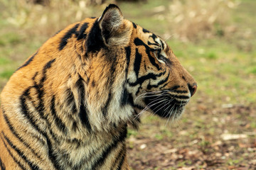 Tiger, portrait of a bengal tiger.