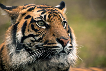 Fototapeta na wymiar Tiger, portrait of a bengal tiger.