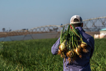 Onion plantation and producers