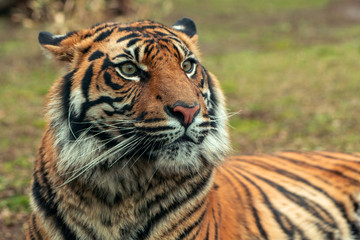 Tiger, portrait of a bengal tiger.