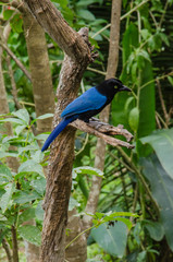 Blue bird on the branch.