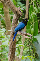 A blue tropical bird sits on a branch.