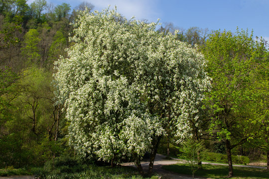 White blossoming bird cherry tree, Prunus padus or Gewöhnliche Traubenkirsche