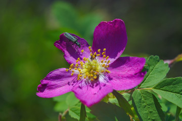 Beetle on a flower of wild rose on a blurred background close-up.