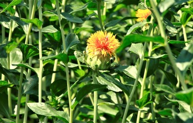 露地の一輪の紅花　