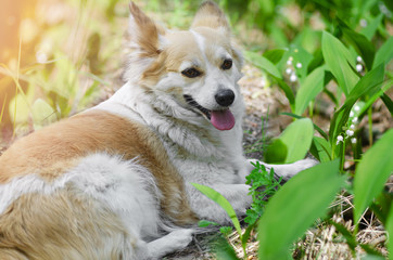 Close-up of a cute dog lying on a natural blurry background among lilies of the valley. Walk through the spring forest. Selective focus