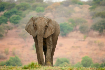 Fototapeta na wymiar African elephant Loxodonta africana) photographed frontally.