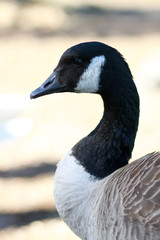 Closeup of goose