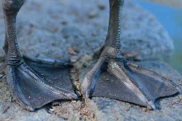 Goose feet closeup