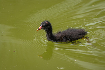 Common gallinule chick swimming in green water