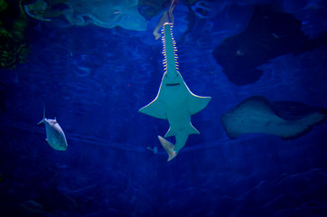 Fototapeta premium hammerhead shark in the ocean 