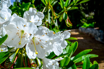White flowers in pretty garden
