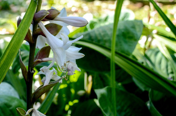 whites flowers in St Kilda