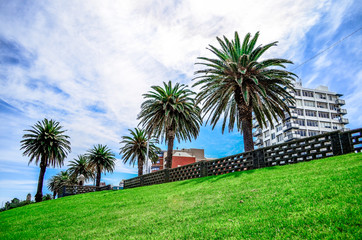 Fototapeta premium Palm trees and blue sky in St Kilda