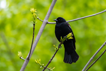 Red-winged blackbird perched on branch