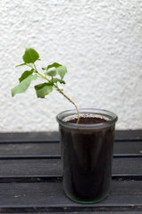 Close up of a seedling of syringa (lilac) in a glass vase on a floor of black wooden planks. In the background a blurred wall with a surface of white rough plaster.