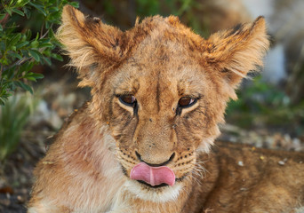 Naklejka na ściany i meble Lion cub (Panthera leo)
