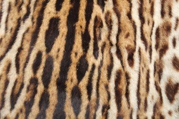 close up of a jaguar skin