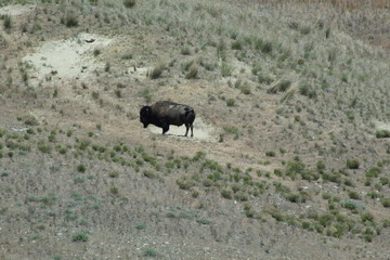 Fototapeta na wymiar Wild Bison