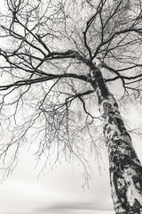 The trunk and branches of birch without leaves, shot from below. Black and white photography