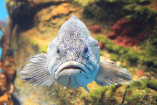 真正面images Browse 2 537 Stock Photos Vectors And Video Adobe Stock