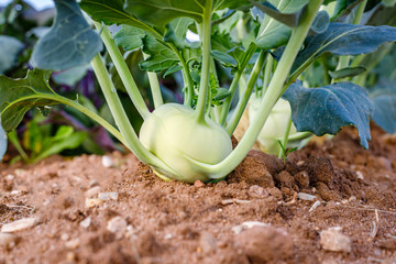 Green Kohlrabi ( German turnip cabbage ) in garden bed in vegetable field. Kohlrabi cabbage plant...