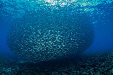 Fototapeta na wymiar scuba diver with sardine in Fernando de Noronha island