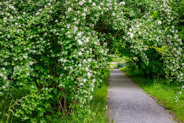 Garden Jasmine arch alley with white flowers. Philadelphus incanus (hairy mock orange ) blossom in german park