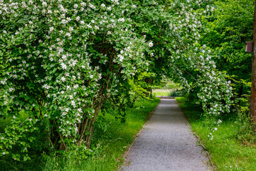 Garden Jasmine arch alley with white flowers. Philadelphus incanus (hairy mock orange ) blossom in german park