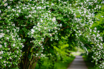 Fototapeta na wymiar Garden Jasmine arch alley with white flowers. Philadelphus incanus (hairy mock orange ) blossom in german park