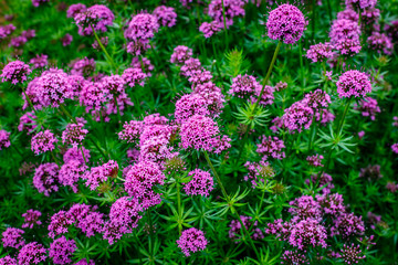 Pink small flowers of Phuopsis stylosa or Caucasian crosswort or creeping crosswort or phuopsis  sweet woodruff