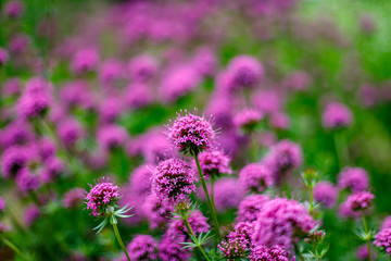 Pink small flowers of Phuopsis stylosa or Caucasian crosswort or creeping crosswort or phuopsis  sweet woodruff