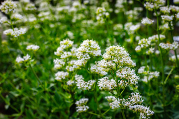 Centranthus ruber 'Albus' red valerian (white form) flowers in herb garden. Flowering valerian...