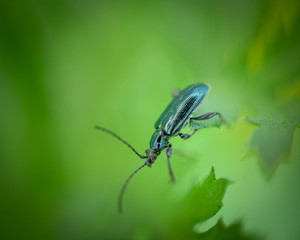 Beetle