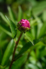 Peony plant after a rain, rain drops and dark pink bud ready to bloom
