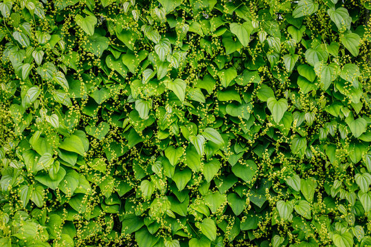 Dioscorea balcanica green leaves and flowers. Green creeper vine live wall