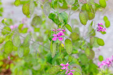 Lunaria flowering Plant with Pink flowers and unripe seedpod green leaves in garden. Lunaria annua honesty or annual honesty