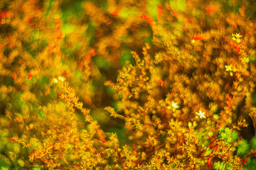 Blurred background flowers- bokeh  abstract. Soft lights pattern- summer plant