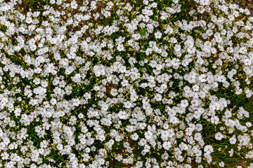 Small white flowers of Silene alpestris var. Starry Dreams. Alpine Catchfly blossoms in rock garden. White bloom wall texture background