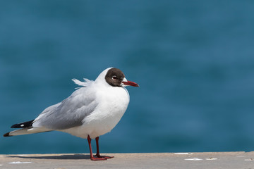 Black-headed Gull - Chroicocephalus Ridibundus . Close up view of white seagull in front of blue  background.